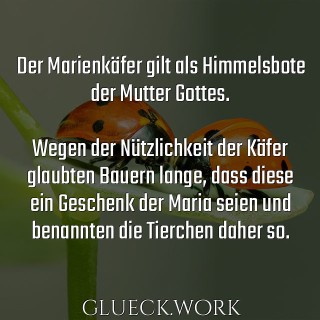 Der Marienkäfer gilt als Himmelsbote
der Mutter Gottes.

Wegen der Nützlichkeit der Käfer
glaubten Bauern lange, dass diese
ein Geschenk der Maria seien und
benannten die Tierchen daher so.